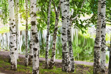 Photo sur Plexiglas Bouleau Natural background. Birch grove near the pond in the spring. Green eco-friendly forest park of trees in the morning on a warm sunny day.