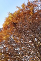 Beautiful Autumn and Winter trees. Deciduous Cypress in fall color with red, orange leaves, and blue sky.