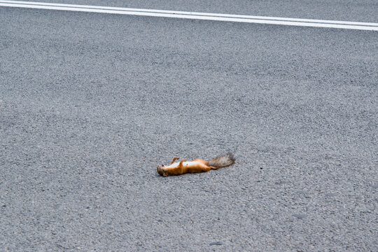 A dead squirrel on a paved road that was hit by a car.Danger on the road