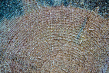 Fototapeta premium pine tree texture with knot