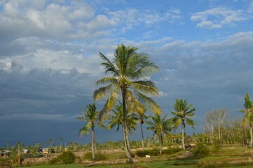 Fototapeta na wymiar A coconut tree in a field
