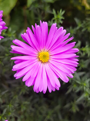 Neubelgische Aster (in german Flammenblumen) Symphyotrichum novi-belgii