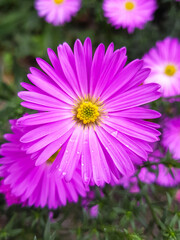 Obraz premium Neubelgische Aster (in german Flammenblumen) Symphyotrichum novi-belgii