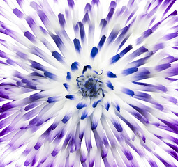 Dahlia  flower  blue-white. Petals colored rays.  beautiful flower. For design. Nature.