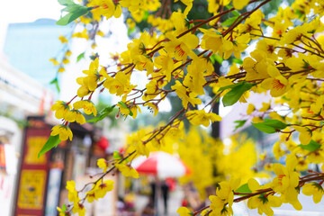 Decorative plastic yellow apricot flowers in Tet holiday in Vietnam
