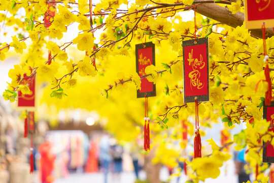 Ochna integerrima (Hoa Mai) tree with lucky money. Traditional culture on Tet Holiday in Vietnam. Text in photo mean Happy New Year and Peace