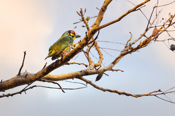 The coppersmith barbet, also called crimson-breasted barbet and copper smith, is an Asian barbet with crimson forehead and throat, known for its metronomic call that sounds similar to a coppersmith 