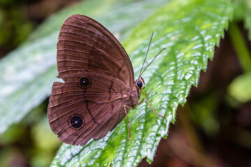 Obraz premium Brown-winged butterfly rests on top of a vibrant green leaf in the forest.