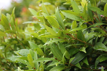 Obraz premium Beautiful close-up green plants with blur background