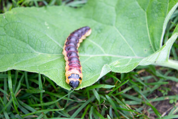 Big beautiful caterpillar, Latin Cossus cossus, on a large green leaf.
