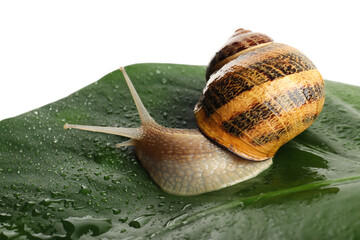 Common garden snail on wet leaf against white background, closeup