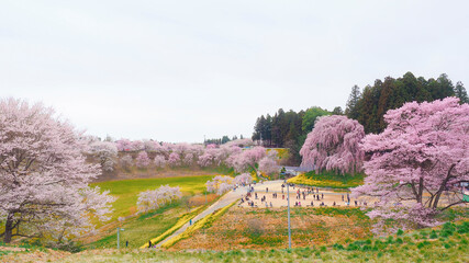 【福島】満開の合戦場のしだれ桜
