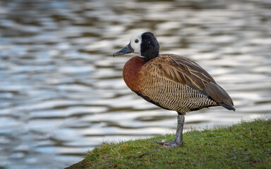 Portrait of a white faced whistling duck, Dendrocygna viduata,  standing on the grass next to a pool