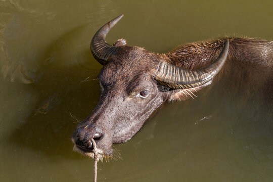 The carabao is a species of the domestic Asian buffalo native to the Philippines