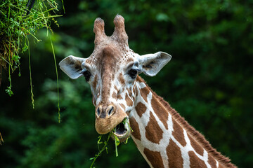 The giraffe, Giraffa camelopardalis is an African mammal