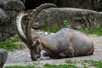 Male mountain ibex or capra ibex on a rock