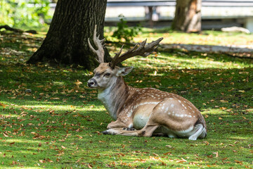 The fallow deer, Dama mesopotamica is a ruminant mammal