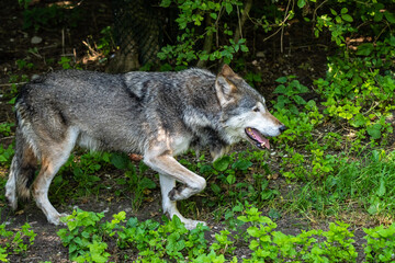 European Grey Wolf, Canis lupus in a german park