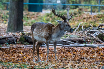 The fallow deer, Dama mesopotamica is a ruminant mammal