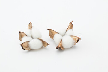 オーガニックコットン02