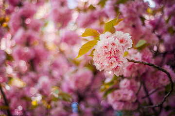 pink sakura leaves, cherry blossoms in spring, buds on a black trunk, pink Japanese cherry blossoms, first fresh flowers on the tree