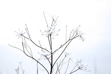 Fototapeta na wymiar winter plant covered in snow
