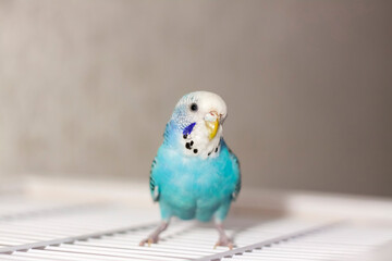 A beautiful blue budgie sits without a cage. Tropical birds at home.
