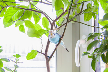 A beautiful blue budgie sits without a cage on a house plant. Tropical birds at home.