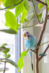 A beautiful blue budgie sits without a cage on a house plant. Tropical birds at home.