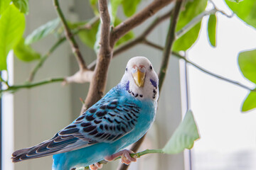 A beautiful blue budgie sits without a cage on a house plant. Tropical birds at home.