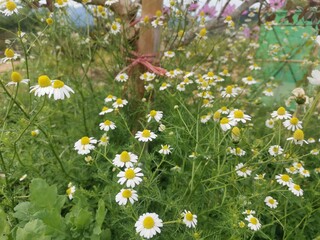 Common daisy flower in the park © Santi
