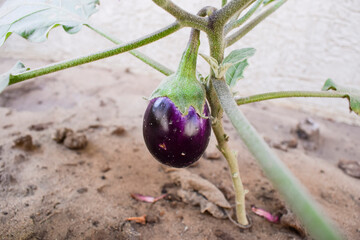 Bright dark purple Brinjal growing on plant in home kitchen gardening backyard organically in fertile soil in Indian household