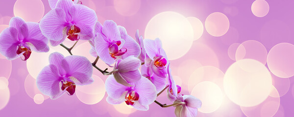 Delicate background with purple orchid flowers for postcards and graphic works. Banner, panorama with space for text.