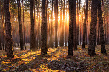 Sunrise in the spring pine forest with last snow. Sunbeams shining through the haze between pine...