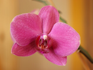 close-up of a single pink orchid flower on a yellow background