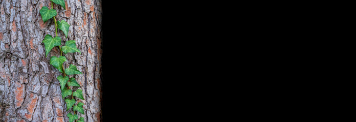 Ivy over the tree trunk with black space for text