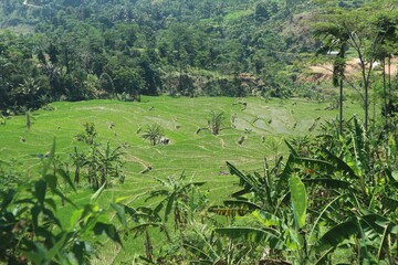 Fototapeta na wymiar rice terraces in island