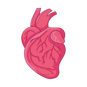 Heart vector Line art illustration, colored linear style pictogram 
