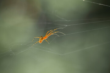 Long Horned Spider on Web Spider