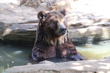 brown bear in water
