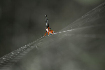 Long Horned Spider on Web Spider