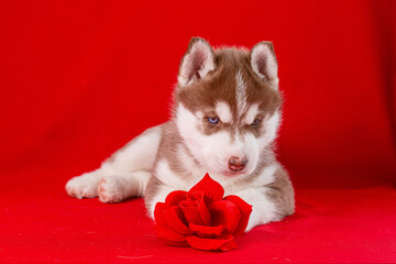 Fototapeta premium a Siberian husky puppy lies on a red background with a red rose