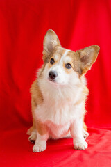 dog welsh Corgi on a red background near the red box in the shape of a heart