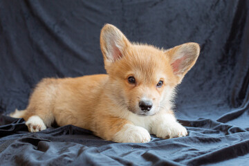 corgi puppy on black background