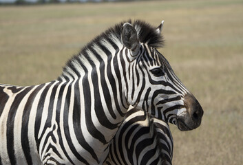 Fototapeta na wymiar Zebra with a beautiful mane grazes in a wild field