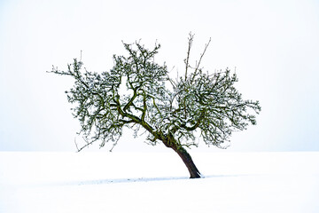 Obraz premium tree in snow