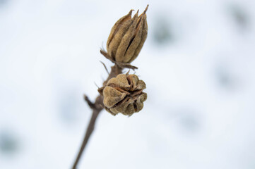 closed dry bud on blurred background