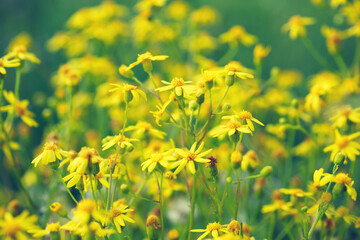 beautiful spring summer wild flowers field, sunny meadow