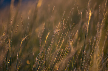A hot summer day in the mountains. A wild grasses on the mountainside are swaying in the wind.