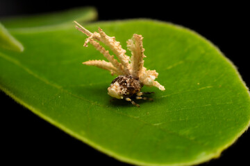 Aphis on the leaf in the public garden